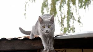 Pronóstico: ¡Así empezamos! Cómo llega el lunes a la región