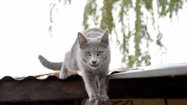 ¿Hoy podemos andar por los techos? Quizás el tiempo nos deje. Foto: Florencia Salto.-