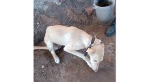 Imagen de Vecinos de Catriel lograron el rescate de un perro que sufría el maltrato de sus dueños