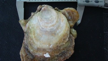 Tras hacer el relevamiento, los científicos recomiendan que hay que fortalecer la acuicultura. Después de hacerlo, se podría permitir la explotación comercial de las ostras en el futuro,  aunque bajo estrictos testeos y un plan de manejo