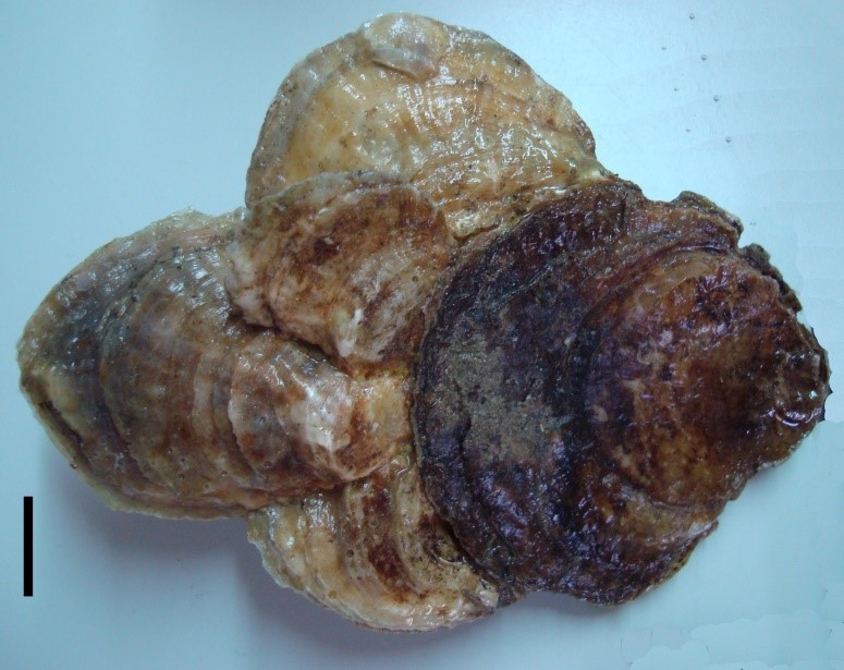 No se recomienda el consumo de ostras planas a la población. Los científicos advierten que la sociedad debe ayudar a la recuperación en curso de la especie