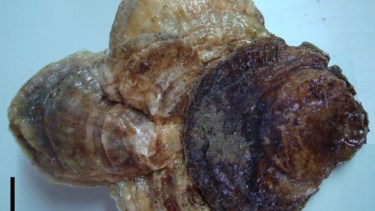 No se recomienda el consumo de ostras planas a la población. Los científicos advierten que la sociedad debe ayudar a la recuperación en curso de la especie