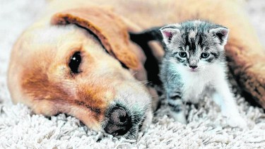 ¿Vas a viajar con tu mascota desde Argentina hacia el exterior? Seguí estos consejos. 