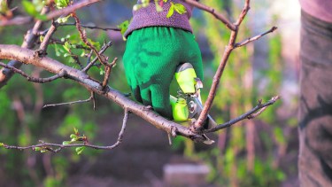 Según explican los expertos, la poda en cítricos se realiza idóneamente durante los meses del año “que no tienen erre”.Estamos hablando de junio, julio y agosto, para recordarlos bien.