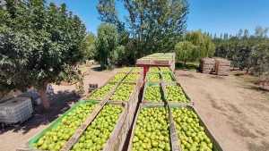 AFIP extendió un beneficio impositivo para productores de peras y manzanas de Río Negro y Neuquén