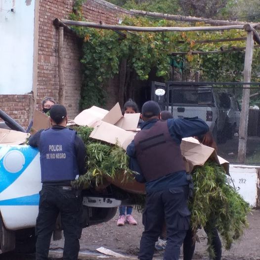 Un total de 22 plantas y siete kilos de marihuana fueron secuestrados por la policía en Regina. (Foto gentileza)
