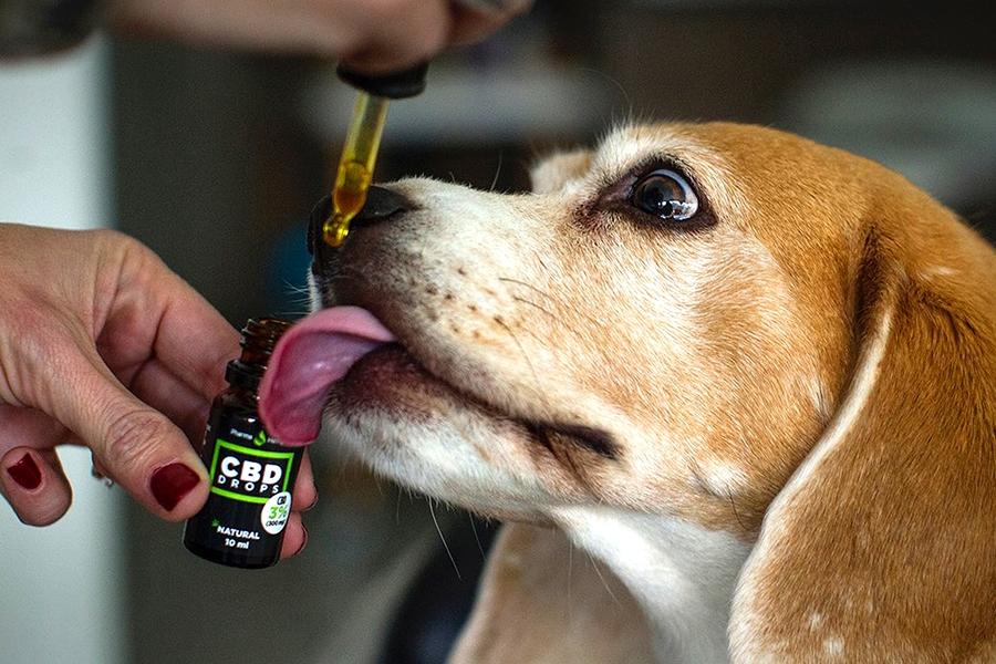 En el país hay una iniciativa para que se legalice el uso de cannabis en mascotas. (Archivo).-