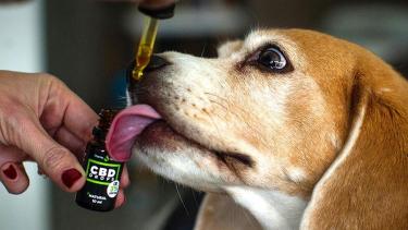 En el país hay una iniciativa para que se legalice el uso de cannabis en mascotas. (Archivo).-