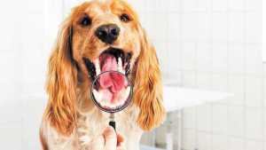 Cómo atender la salud bucal de perros y gatos