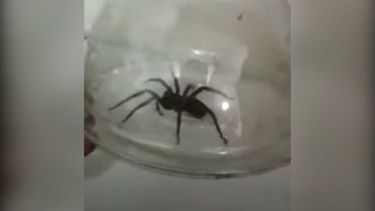 El ejemplar tendría unos quince centímetros. Es el segundo que se encuentra en esa ciudad.-