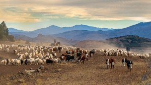 Postales de otoño en el norte neuquino: los arreos a las tierras de invernada