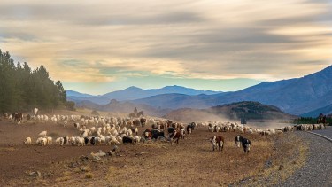 Rumbo a la invernada en el paraje El LLano (Huinganco). Foto: Ricardo Kleine Samson.  