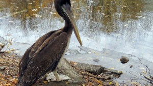 ¡Sorpresa! Apareció un pelícano en el patio de una casa de Huergo