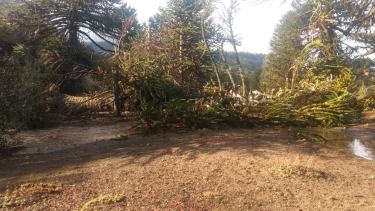 El centenario árbol se derrumbó sobre la calle y produjo la rotura de un caño de agua. (Prensa Villa Pehuenia)