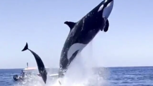 «¡No es cierto!»: el asombro de los turistas al ver a las orcas cazar delfines nariz de botella