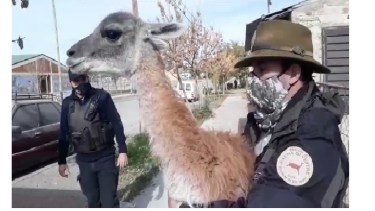 La cría de guanaco fue recuperada por personal de la Dirección de Fauna Silvestre.