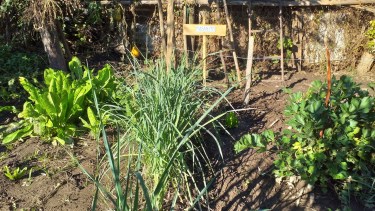 Más de 600 familias reciben kits de semillas para su huertas en Regina. (Foto Néstor Salas)