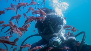Nico, el biólogo que bucea y fotografía el  mundo submarino de Las Grutas