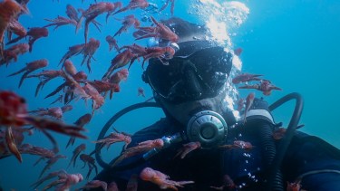 Nico, en su hábitat natural. Arrancó a bucear hace 9 años y no paró más.  Aquí, en la cercanía de los barcos sumergidos del parque submarino de Las Grutas acompañado de bogavantes, pequeños crustáceos. Foto: Nicolás Cetra.