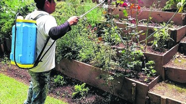 Fertilizantes orgánicos: recetas caseras para mejorar las plantas