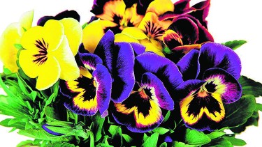 Un impresionante ramo que muestra los contrastes y variedades de esta bellísima flor. 