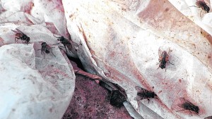Invasión de moscas en Neuquén: la razón de este fenómeno