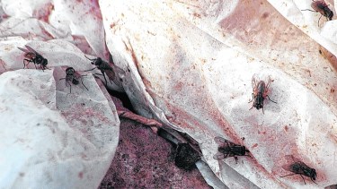 La invasión de moscas en Neuquén se explica, aunque parezca paradójico, por la baja de temperaturas. 