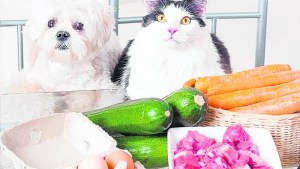 Suplementos alimenticios naturales en perros y gatos