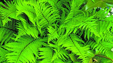 Con la dosis justa de luz, humedad y riego, los helechos el dan color a cualquier ambiente de la casa.