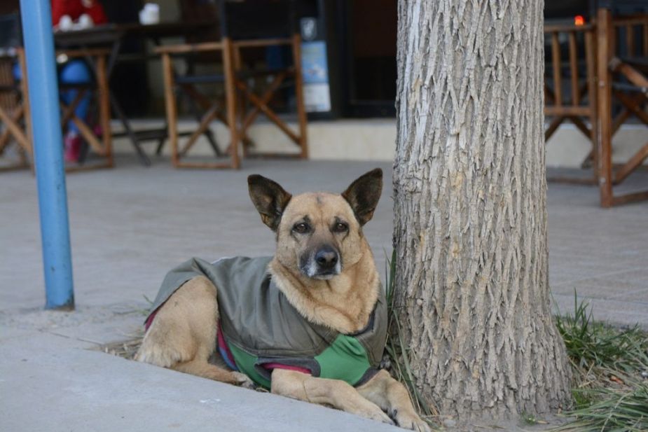 Los fondos reunidos se destinarán al pago de la deuda de Corazón Canino con veterinarias. Foto archivo: Juan Thomes