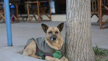 Los fondos reunidos se destinarán al pago de la deuda de Corazón Canino con veterinarias. Foto archivo: Juan Thomes