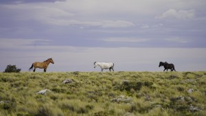 Enbhiga 2021 recorre la ruta de Zugún Curá en un nuevo desafío gastronómico