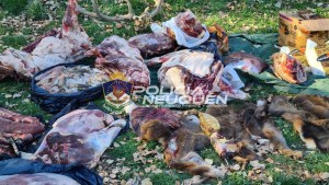 Decomisaron 400 kilos de carne de ciervo, jabalí y conejo en San Martín de los Andes