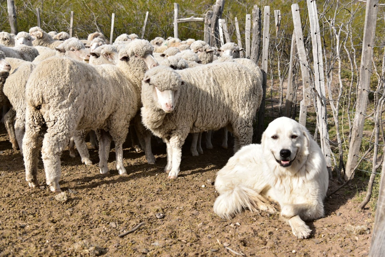 El perro pastor que cuida las ovejas en los campos de la Línea Sur de Río Negro. Foto Gentileza Juan Muñoz