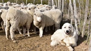 La exitosa experiencia de perros protectores de ovejas en Valcheta y Ramos Mexía
