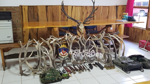En Villa La Angostura se secuestraron astas de ciervo y cuchillos. Se llegó por un video publicado en redes sociales. (Prensa Policía de Neuquén)
