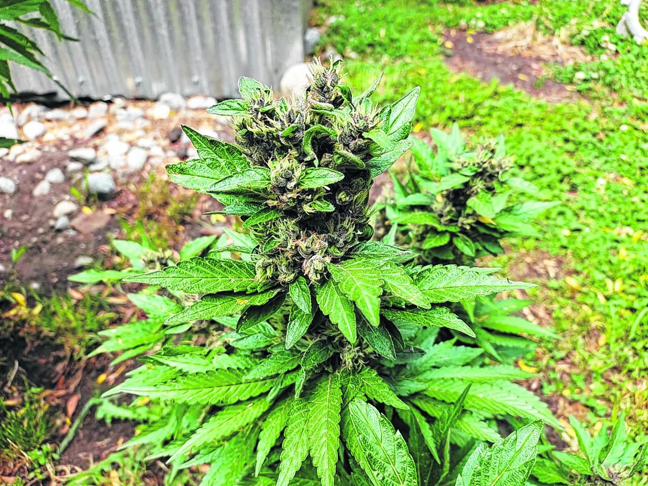El máximo permitido de plantas de cannabis medicinal para autocultivo son nueve según establece la ley nacional. Foto gentileza.