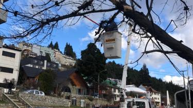 Árboles y ramas cayeron sobre el tendido eléctrico. Foto: gentileza