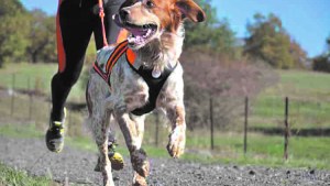 Por qué es importante para los perros el paseo con una correa larga