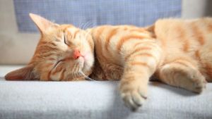 Pronóstico: asoma un jueves frío en la región, pero promete sol y tiempo bueno