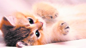 Enfermedades cardiológicas en gatos: qué hacer y cómo prevenirlas