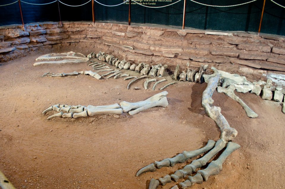 El Giganotosaurus carolinii, descubierto en 1993, destronó por su tamaño al  famoso  Tyrannosaurus rex,. Foto: Gentileza  neuquentur.gob.ar