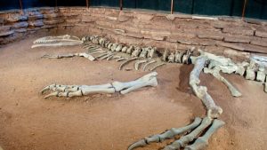 El dinosaurio carnívoro más grande se va del museo del Chocón y así será su traslado