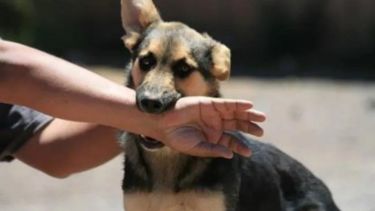 La rabia no tiene que ver con el carácter de la mascota. Al revés, la enfermedad pueda ponerla agresiva. (Gentileza).-