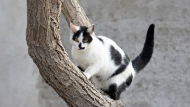 Hoy saludamos a Intruso, compañero de Gabriel, que se sumó a nuestra galería de mascotas.-