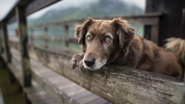 A pesar de la baja de temperaturas, el día acompaña para salir a pasear con la mascota.-