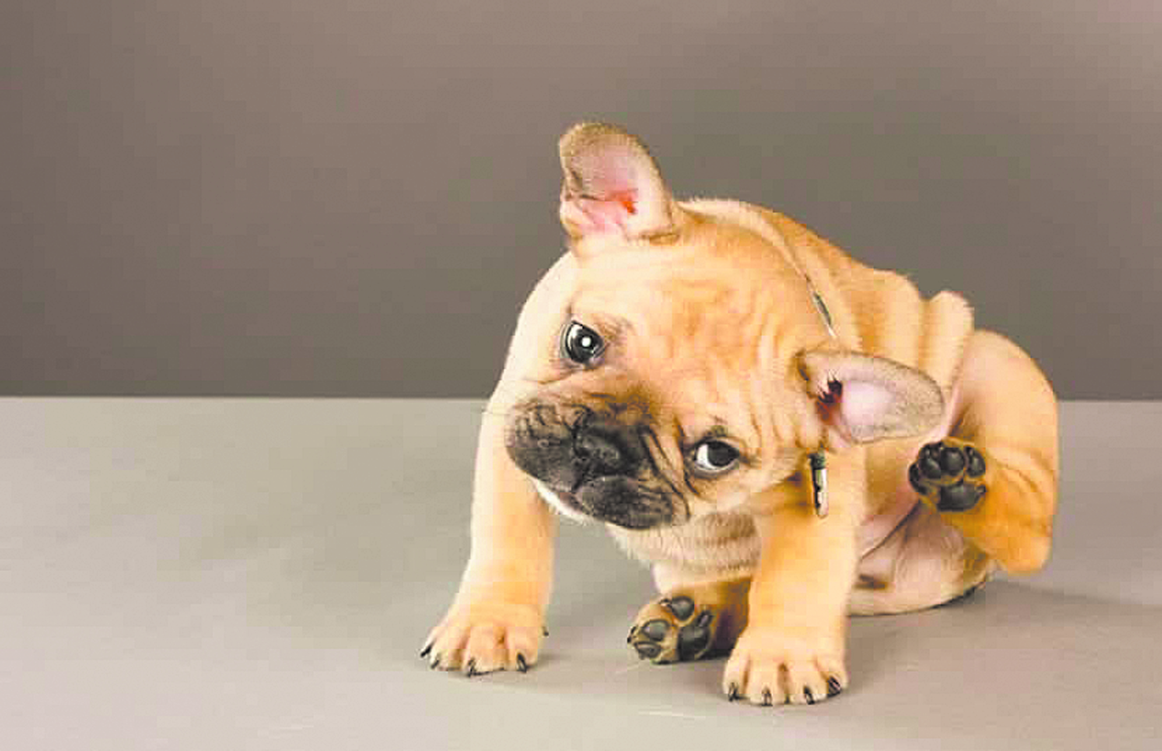 La sarna demodeica es una de las afecciones habituales entre los perros.