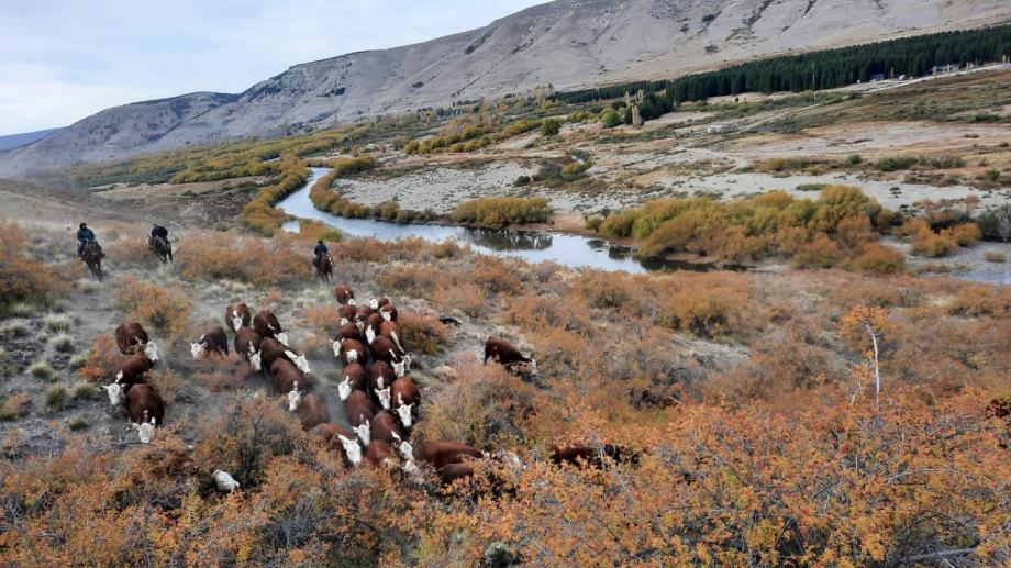 El stock bovino en Neuquén se acerca a las 240 mil cabezas y la mitad está en propiedad de pequeños productores. (Sociedad Rural del Neuquén)