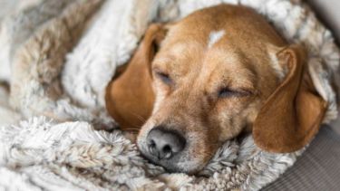 Hoy dan ganas de quedarse acurrucado entre las frazadas. ¡A no decaer!.-