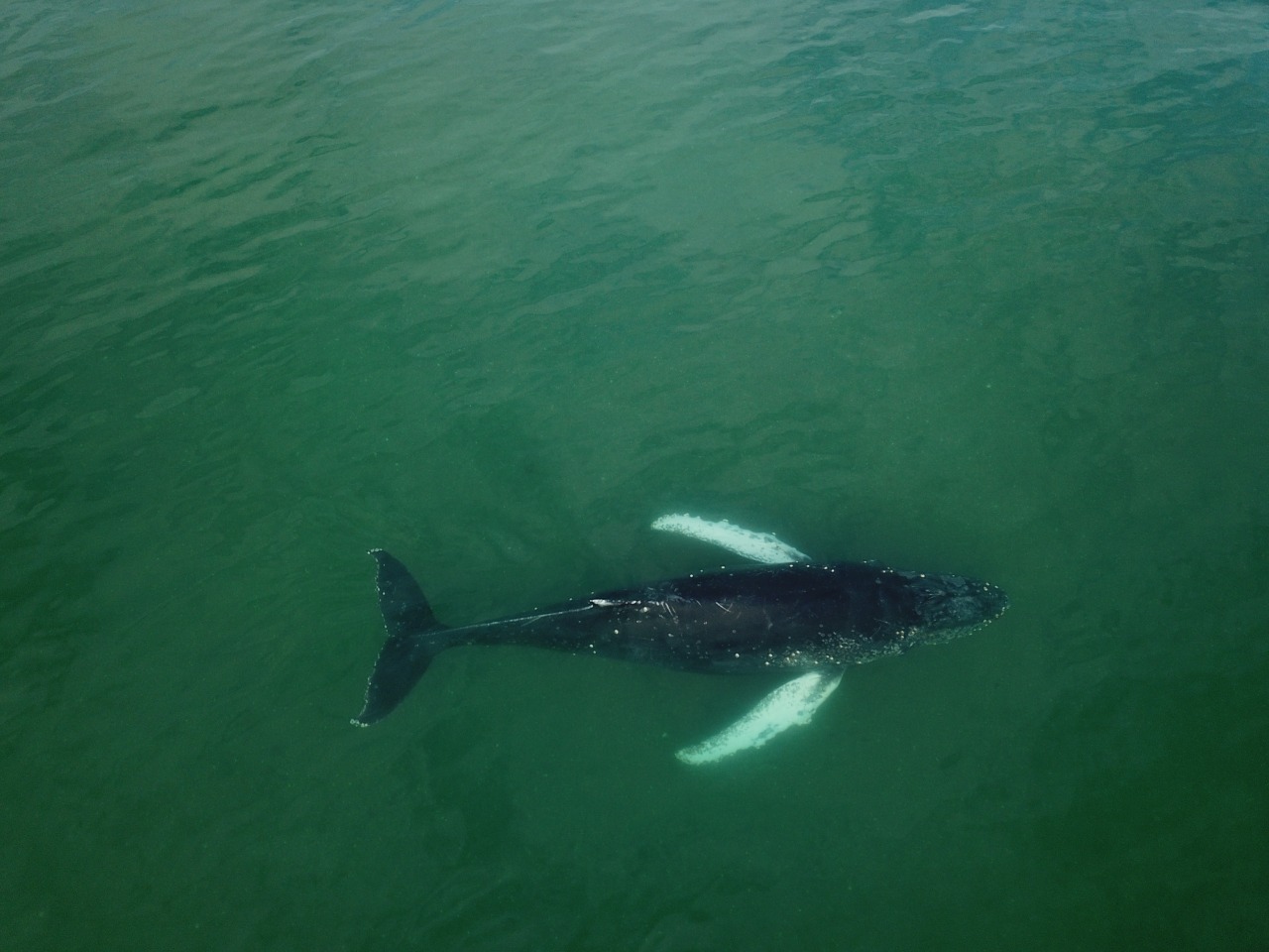 La ballena ya nada en aguas seguras. (Foto: gentileza Candela Fernández)